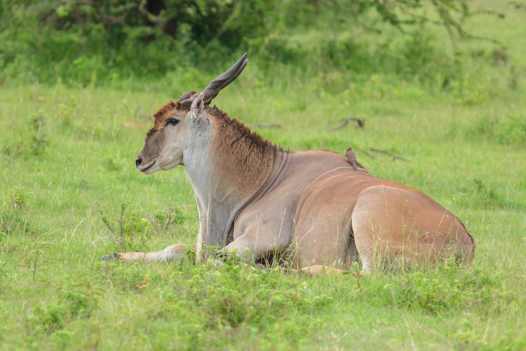 a common eland standing in open grassland